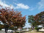 秋晴れの紅葉
